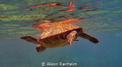 Turtle Power! by Alison Ranheim 